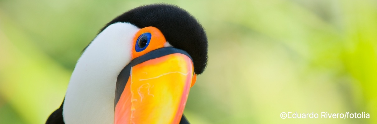 Head close-up of a Toucan
